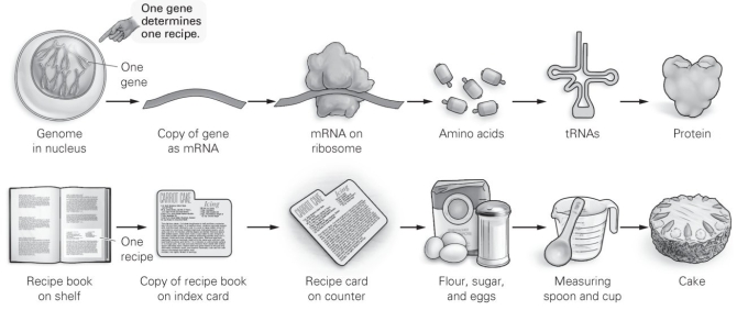<strong>  Which of the following pairs includes items that aren't analogous according to this figure?</strong> A) protein; cake B) amino acids; flour, sugar, and eggs C) tRNA; copy of recipe D) genome in nucleus; cookbook on shelf <div style=padding-top: 35px> 