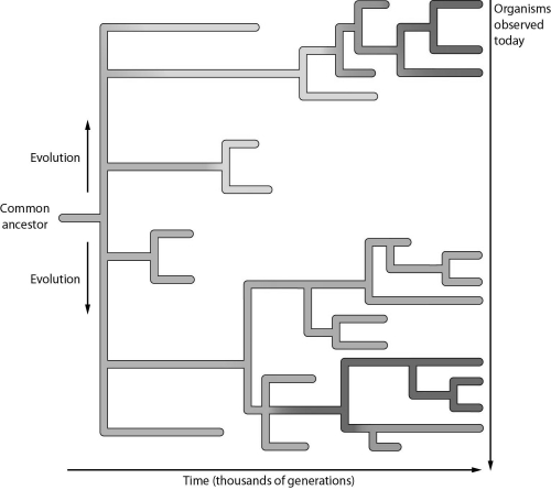 <strong> In the figure, the branching points of the tree represent</strong> A) a modern species. B) the origin of a new species from an ancestral form. C) an extinct species. D) a common ancestor of a group of modern species.
