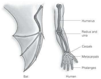 <strong> From the perspective of an evolutionary biologist, the most significant thing about this figure is that</strong> A) all vertebrates have bones. B) all vertebrates have limbs. C) the relative arrangement of bones is similar. D) finger bones are usually thin.