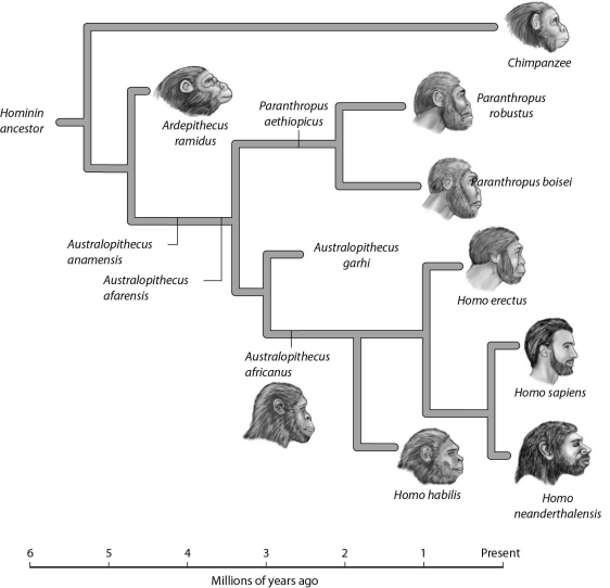 <strong> You're examining fossils from a variety of hominin species. Which ones would you expect to show the greatest amount of radioactive material in relation to daughter products?</strong> A) Paranthropus aethiopicus B) Homo habilis C) Ardepithecus ramidus D) Australopithecus garhi