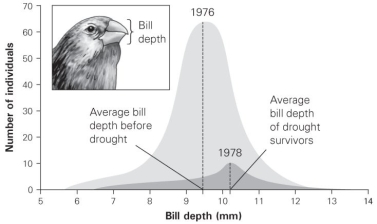 <strong> What is shown in this figure?</strong> A) stabilizing selection B) directional selection C) diversifying selection D) disruptive selection