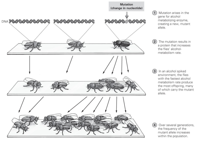 <strong> How would you describe the gene changes shown in this figure?</strong> A) No genes have changed, since all flies have a gene for the alcohol processing. B) The number of genes in the population has increased. C) The frequency of the fast enzyme allele has decreased. D) The frequency of the fast enzyme allele has increased.