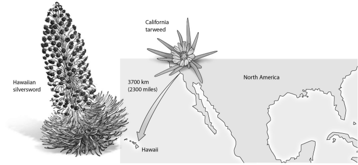 <strong> California tarweed seeds were able to reach the Hawaiian Islands, and a new species emerged from this isolated population. This example illustrates</strong> A) the founder hypothesis. B) hybridization. C) punctuated equilibrium. D) polyploidy.