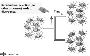 <strong> The figure illustrates the concept of</strong> A) gradualism. B) hybridization. C) punctualism. D) polyploidy.
