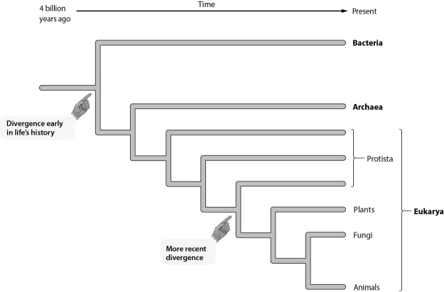 <strong> Fossils of ancient organisms are found in deep layers of rock, while the fossils of more recent organisms are found in shallower layers. Which two groups' common ancestor would be found in relatively shallow fossils?</strong> A) Protista and Bacteria B) Fungi and Archaea C) Animals and Plants D) Plants and Protists