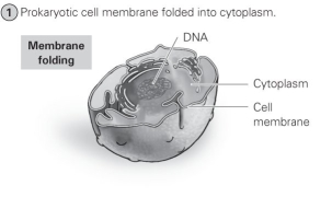 <strong> What evolutionary milestone is shown in the figure?</strong> A) bacteria evolving into archaea B) prokaryotes evolving into eukaryotes C) protists evolving into animals D) algae evolving into plants