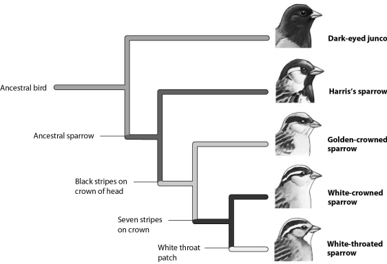 <strong> In this phylogeny feather pattern on the head is the trait used to separate the sparrows into groups. DNA analysis suggests a different phylogeny that places white-crowned birds and golden-crowned birds more closely together. Therefore, the striped pattern on the head is a result of</strong> A) convergent evolution. B) sexual selection. C) genetic drift. D) endosymbiosis.