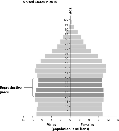 <strong> Based on the population pyramid of the United States in 2010, as seen in this figure, you can predict that the population will</strong> A) be in a demographic transition. B) experience a decrease. C) experience a decrease after a period of high demographic momentum. D) remain relatively stable due to low demographic momentum.