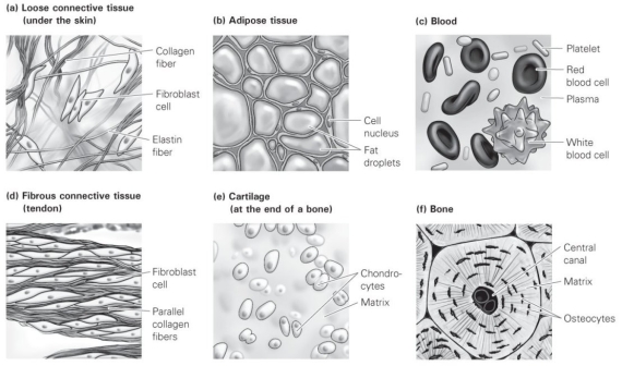 <strong>  In which connective tissue type are the collagen fibers arranged parallel with one another in a very organized, layered fashion?</strong> A) bone B) blood C) adipose tissue D) fibrous connective tissue <div style=padding-top: 35px> 