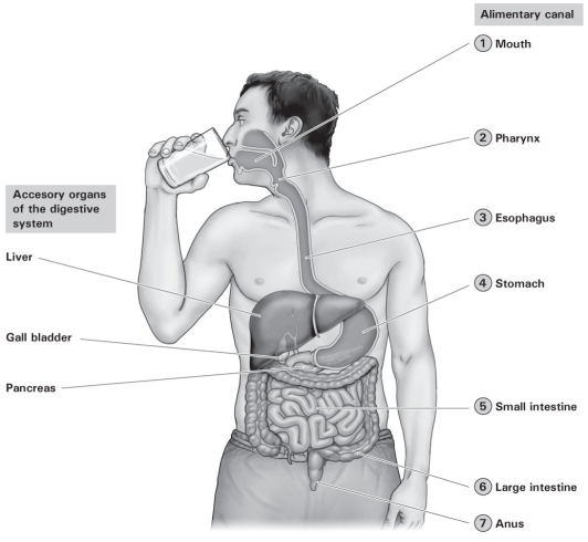 <strong>  Which of the following secretes a buffer that neutralizes the acidity of stomach acid?</strong> A) gall bladder B) liver C) pancreas D) pharynx <div style=padding-top: 35px> 