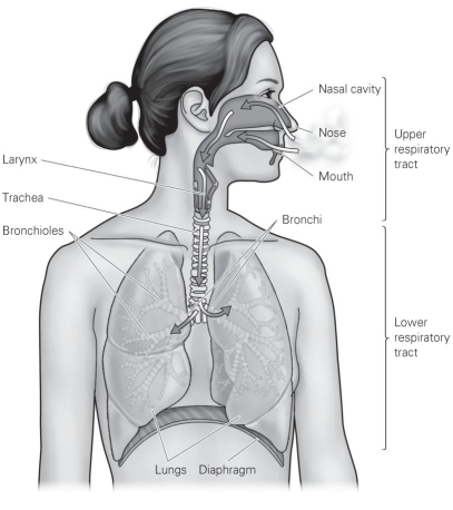 -Refer to the figure to answer the following question: Which of the following structures will give rise to alveoli, where gas exchange will occur?