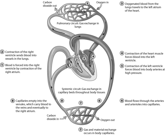 <strong> Refer to the figure to answer the following question: In which of the labeled regions would blood pressure be the highest?</strong> A) Region 5 B) Region 6 C) Region 7 D) Region 8