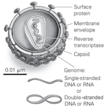 <strong> Refer to the figure to answer the following question: Which of the following statements about viruses is correct?</strong> A) Viruses are composed of cells. B) Viruses have no genome. C) Viruses can make their own enzymes. D) The genes of a virus code for proteins necessary to make more viruses.