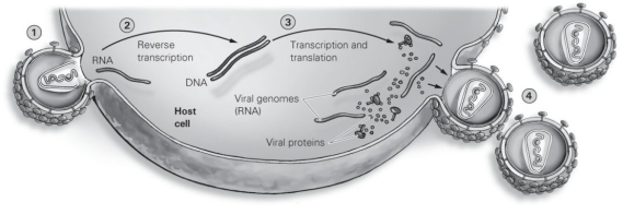 <strong> Refer to the figure to answer the following question: Which of the following steps in replication is the virus dependent upon the use of its own reverse transcriptase?</strong> A) Step 1 B) Step 2 C) Step 3 D) Step 4