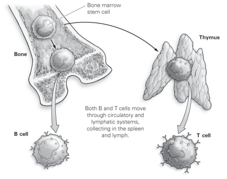 <strong> Refer to the figure to answer the following question: A disease that prevented the continued development of lymphocytes in the bone might cause which action?</strong> A) lead to a reduced cell-mediated response B) lead to an incomplete development of T cells C) prevent the formation of T4 cells D) lead to a reduced antibody-mediated response