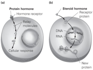 <strong> Consider the figure illustrating the two major classes of hormones and their actions. Which class of hormones would you expect to be ideally suited for long-term processes such as growth and development?</strong> A) Protein hormones, because they can relay messages. B) Steroid hormones, because they can turn specific genes on or off. C) Protein hormones, because they cannot cross cell membranes. D) Steroid hormones, because they can diffuse across cell membranes.
