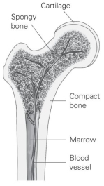 <strong> Refer to the figure to answer the following question: Which component of bone is responsible for producing blood cells?</strong> A) cartilage B) marrow C) spongy bone D) compact bone