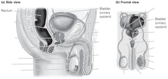 Label the external and internal components of the male reproductive system.  <div style=padding-top: 35px> 