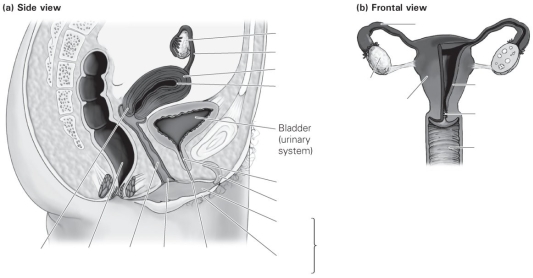 Label the parts of the female reproductive anatomy.  <div style=padding-top: 35px> 