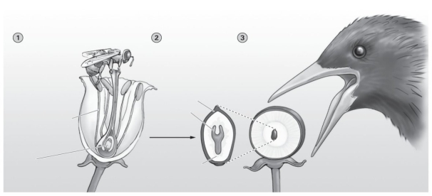 -The diagram shows flowers, seeds, and fruits. All the following make up a seed EXCEPT a(n)