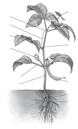 <strong>  As shown here, a bean/bean pod is actually a(n)</strong> A) stem. B) fruit. C) axillary bud. D) petiole. <div style=padding-top: 35px> 