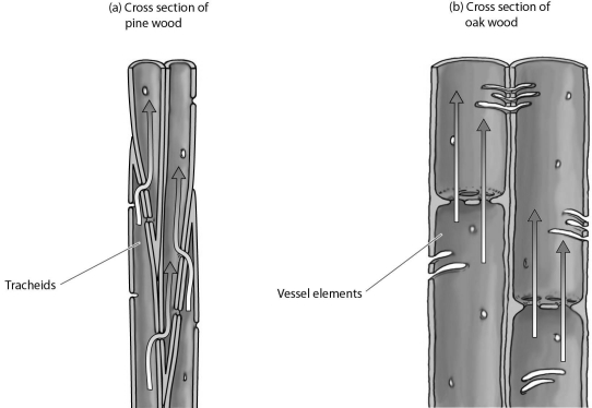-Whereas vessel elements produce ________ friction on the flow of water than tracheids, they result in ________.