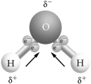-Use the figure to answer the following question. If two or more of these molecules are in proximity to one another, how will they bond together?