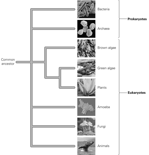 -According to the diagram, which organisms are most closely related on the tree of life?