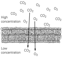 <strong> Use the figure to answer the following question. Which substance requires the use of a protein channel to pass through a plasma membrane?</strong> A) oxygen B) carbon dioxide C) water D) calcium ions