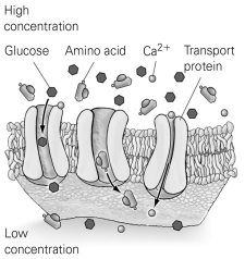 <strong> Use the figure to answer the following question. Which substance requires the use of a protein channel to pass through a plasma membrane?</strong> A) oxygen B) carbon dioxide C) water D) calcium ions