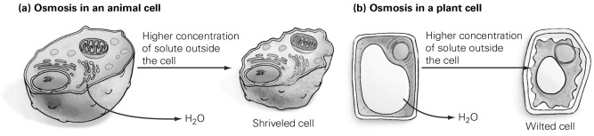 <strong> Use the figure to answer the following question. Which substance requires the use of a protein channel to pass through a plasma membrane?</strong> A) oxygen B) carbon dioxide C) water D) calcium ions