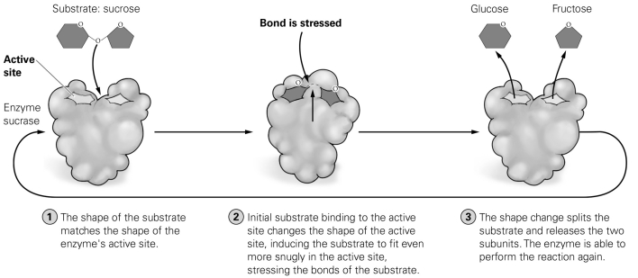 <strong> Assume that a newly developed chemical agent blocks the active site of the enzyme shown in the figure. What molecule should the drug imitate in size and shape?</strong> A) glucose B) fructose C) sucrase D) sucrose