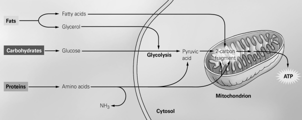 <strong> The figure shows the different pathways taken by the subunits of macronutrients during cellular respiration. Which macronutrient subunit is never converted into pyruvic acid before entering the citric acid cycle?</strong> A) an amino acid B) a fatty acid C) glycerol D) glucose