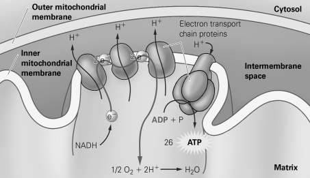 <strong> According to the diagram, how many molecules of oxygen (O₂) combine with electrons and hydrogen ions to form one molecule of water (H₂O) at the end of the electron transport chain?</strong> A) 1/2 B) 1 C) 2 D) none