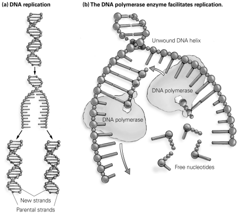 <strong> DNA polymerase moves along the length of the unwound helix, starting at the end of one strand and finishing at the end of the other strand. As shown in this figure, what is the result of this phenomenon?</strong> A) One resulting double strand of DNA is composed of new DNA, and one is composed of parental DNA. B) Free nucleotides are added to one strand of parental DNA but not to the other. C) The DNA polymerase moves toward the unwound helix on one strand of DNA and away from it on the other strand. D) DNA polymerase is destroyed as it binds nucleotides to form each daughter strand.