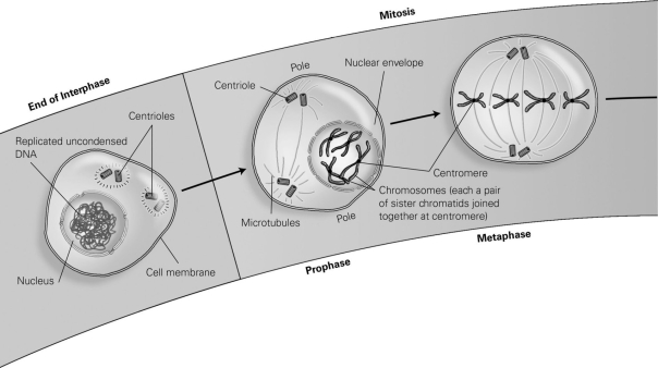 <strong> According to the diagram, what structures are connected to the centrioles by the microtubules during mitosis?</strong> A) the nuclear envelope B) uncondensed DNA C) cytoplasm D) centromeres