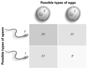 <strong> How many different types of offspring (genotypes) are possible as a result of this cross, according to the Punnett square in the diagram?</strong> A) 1 B) 2 C) 3 D) 4