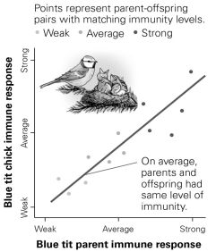 <strong> According to this graph, what can be concluded about immunity in these birds?</strong> A) The heritability value is approximately 0.50. B) Genes explain all the variation in immunity among birds in this population. C) Environment still plays a role in these birds' immunity, even though heritability is high. D) The heritability of immunity follows a bell-shaped curve, indicating a normal distribution.