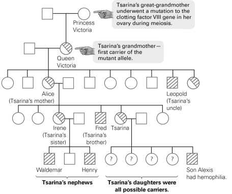 <strong> What information can be inferred about Queen Victoria based on a pedigree of the British royal family?</strong> A) She was the first royal family member with hemophilia. B) All of her children were born with hemophilia. C) She was the first royal family member with a mutation in a blood-clotting gene. D) She inherited a mutation in a blood-clotting allele.