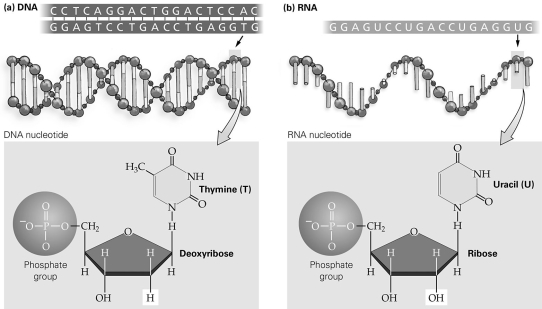 <strong> According to the figure, what difference is shown between DNA and RNA?</strong> A) the presence of a nitrogen-containing base B) the presence of a phosphate group C) the type of sugar present D) the presence of guanine