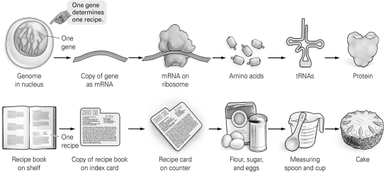 <strong> Which items are not analogous to each other according to this figure?</strong> A) protein; cake B) amino acids; flour, sugar, and eggs C) tRNA; copy of recipe D) genome in nucleus; cookbook on shelf