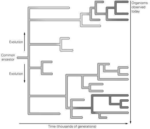 <strong>  In the figure, what do the branching points of the tree represent?</strong> A) a modern species B) the origin of a new species from an ancestral form C) an extinct species D) a common ancestor of a group of modern species <div style=padding-top: 35px> 
