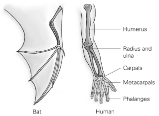 <strong>  From the perspective of an evolutionary biologist, what significant information can be inferred from this figure?</strong> A) All vertebrates have bones. B) All vertebrates have limbs. C) The relative arrangement of bones is similar. D) Finger bones are usually thin. <div style=padding-top: 35px> 