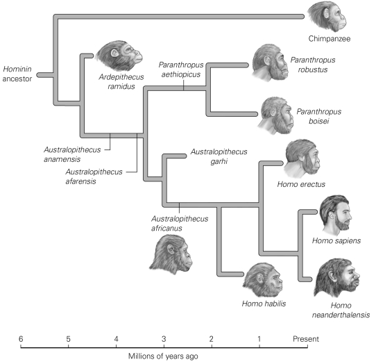<strong>  You're examining fossils from a variety of hominin species. Which fossils would show the greatest amount of radioactive material in relation to daughter products?</strong> A) Paranthropus aethiopicus B) Homo habilis C) Ardepithecus ramidus D) Australopithecus garhi <div style=padding-top: 35px> 