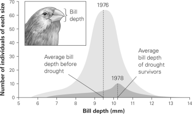 -What type of selection is shown in this figure?