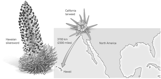 <strong> California tarweed seeds were able to reach the Hawaiian Islands, and a new species emerged from this isolated population. What concept applies to this example?</strong> A) the founder effect B) hybridization C) punctuated equilibrium D) polyploidy