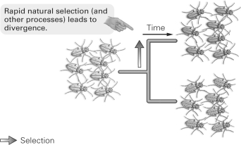 <strong> What concept is illustrated by the figure above?</strong> A) gradualism B) hybridization C) punctualism D) polyploidy