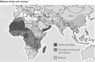 <strong> The figure shows that sickle cell allele is not common in every region that malaria is present. Why are there differences in the presence of sickle cell alleles in these locations?</strong> A) The sickle-cell allele only protects against some forms of malaria. B) The sickle-cell allele is adaptive in only some races but not others. C) The sickle-cell allele appeared by chance in certain populations and increased in frequency in those populations after it appeared. D) The areas where sickle-cell and malaria overlap represent migration from the original population where sickle-cell arose.