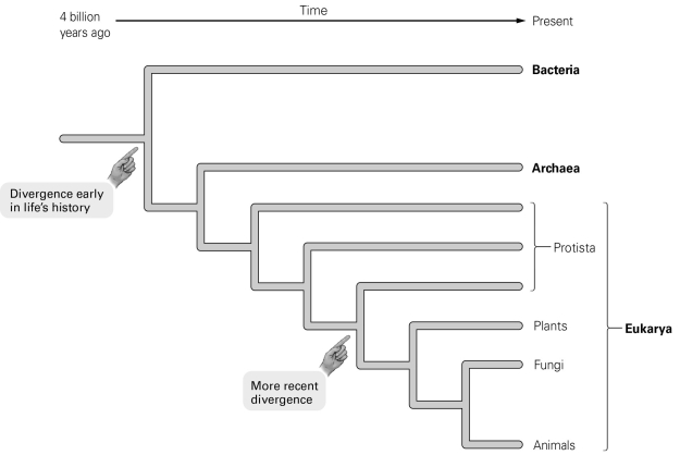 <strong> Fossils of ancient organisms are found in deep layers of rock, while the fossils of more recent organisms are found in shallower layers. Which two groups' common ancestor would be found in relatively shallow fossils?</strong> A) protists and bacteria B) fungi and archaea C) animals and plants D) plants and protists