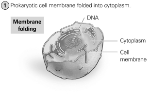 -What evolutionary milestone is shown in the figure?